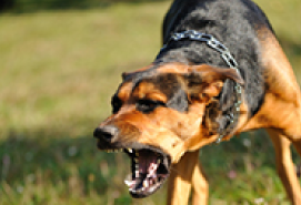 Photo of an aggressive dog