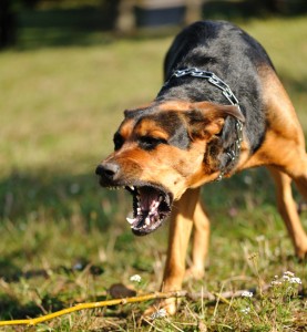 Leading San Diego dog attack lawyer seeks the most dog bite compensation available for victims in California