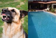 Photo of a dog baring its teeth and a swimming pool