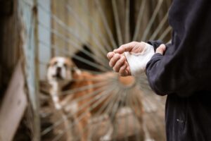 When to Seek Compensation for Dog Bite Injuries in San Diego